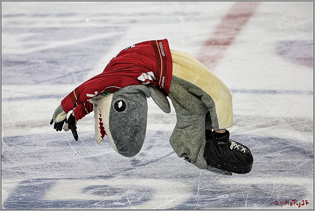 DEL, Koelner Haie - Grizzlys Wolfsburg, 21.03.2017